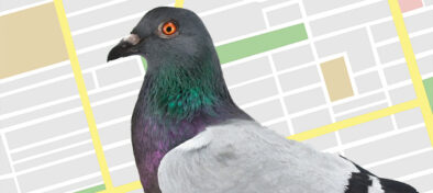 pigeon google maps