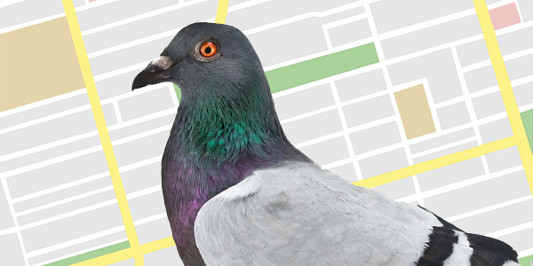 pigeon google maps