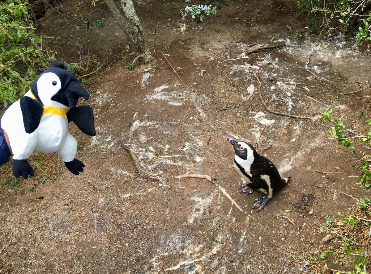 Ringo meets another penguin